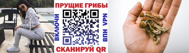 Галлюциногенные грибы Psilocybine cubensis  Купить где  Терек 